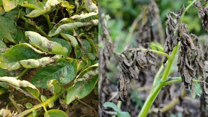 Potato Blight Disease