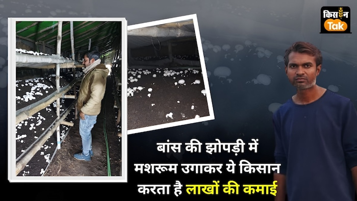 मशरूम की खेती करने वाले बांदा जिले के युवा किसान अभिषेक सिंह पटेल