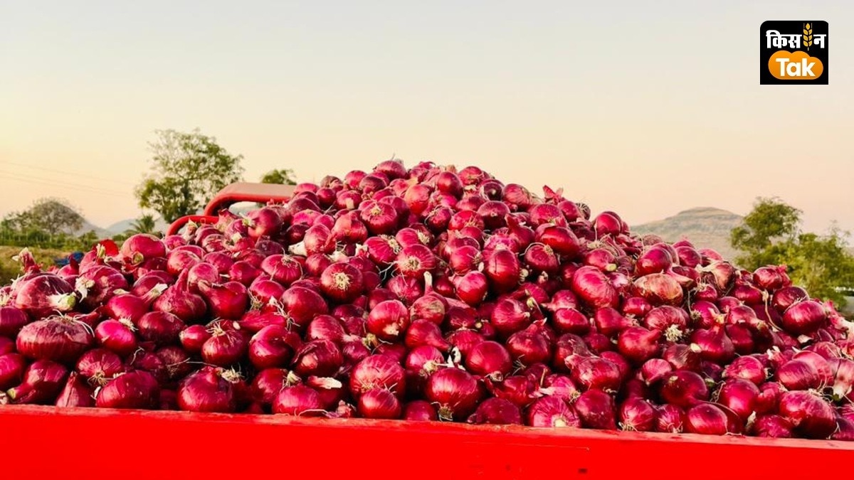 Onion Price: प्याज के ग‍िरते दाम के बीच बांग्लादेश ने बढ़ाई भारतीय किसानों की टेंशन, क्या और कम होगी कीमत? 