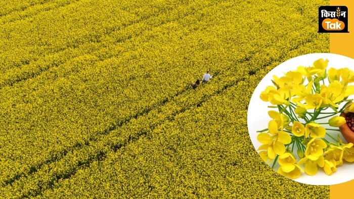 सरसों और गेहूं की फसलों को पाले से बचाएं. (सांकेतिक तस्वीर)