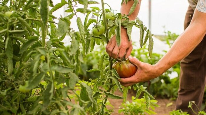 किसानों को सलाह दी गई है कि परती पड़ी जमीन पर खेती करें.