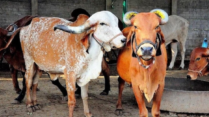 जनवरी 2025 सत्र के लिए भी एग्रीकल्चर से जुड़े कोर्सेस में प्रवेश स्वीकार किए जा रहे हैं.