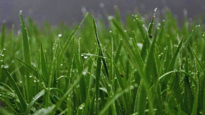 गेहूं की फसल