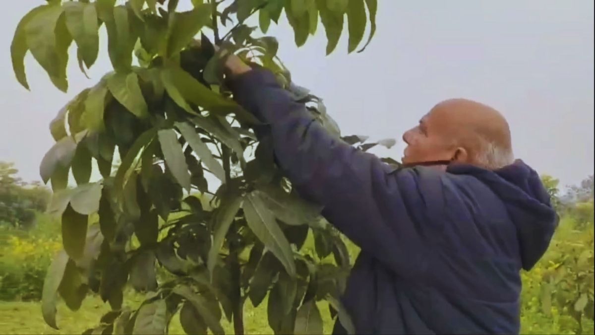 महोगनी की खेती