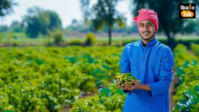 रबी फसलों के पौधों की पत्तियां और फल सिकुड़ रहे हैं.