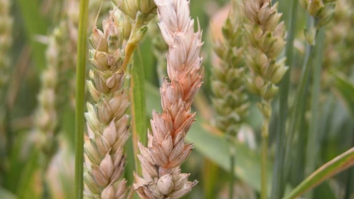 Pink Bollworm Attack On Wheat