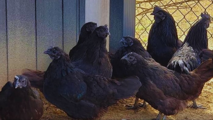 मुर्गा पालन