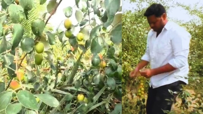 कश्मीरी बेर की खेती