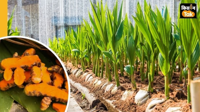 हल्दी का रकबा और उत्पादन बढ़ाने पर जोर.