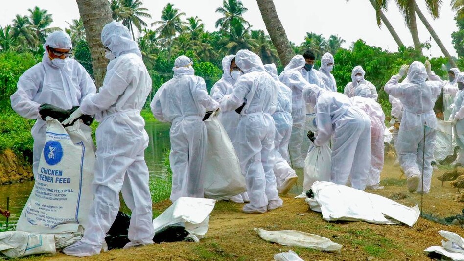 Bird Flu: क्या इंसान से इंसान में भी फैलता है!, बर्ड फ्लू के बारे में जानें सब कुछ Bird Flu: क्या इंसान से इंसान में भी फैलता है!, बर्ड फ्लू के बारे में जानें सब कुछ