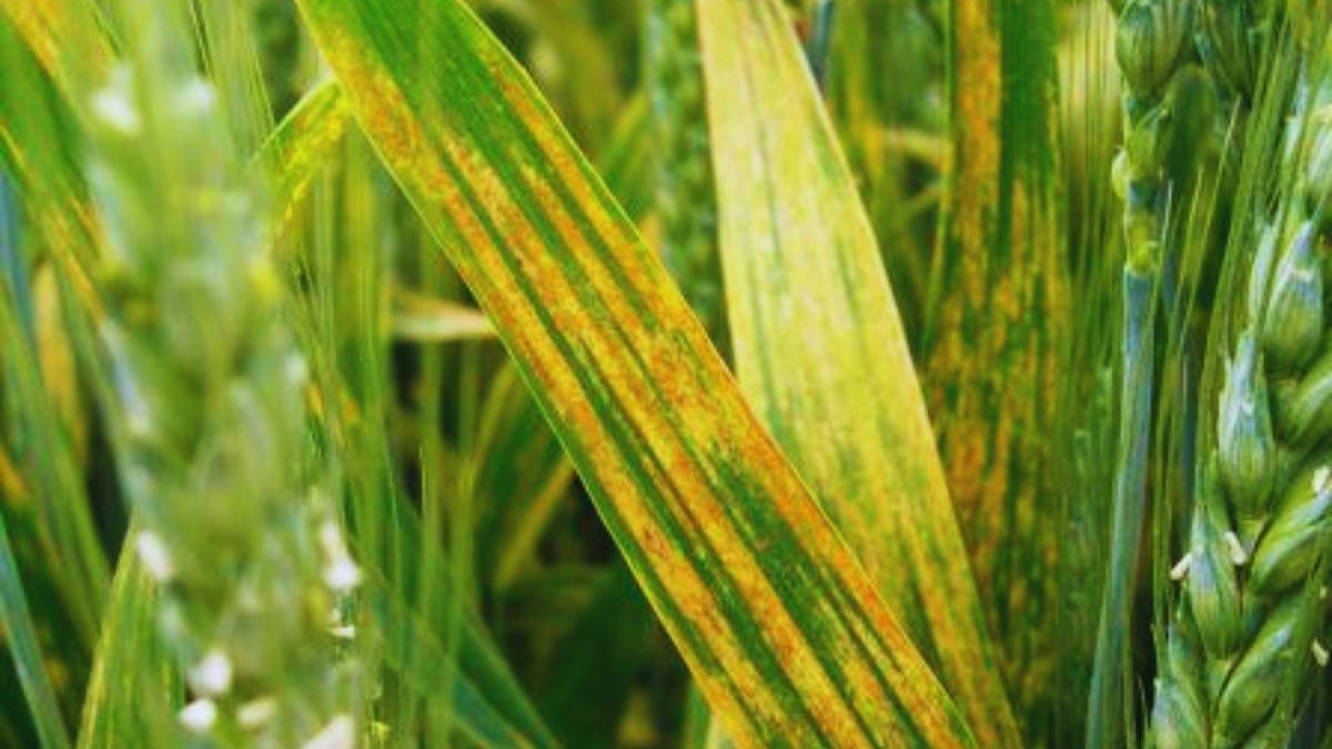 पीला रतुआ रोग