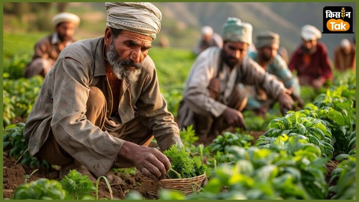 किसानों ने 17 सितंबर तक फसलों की कुल बुआई 1096 लाख हेक्टेयर से अधिक एरिया में की गई है.