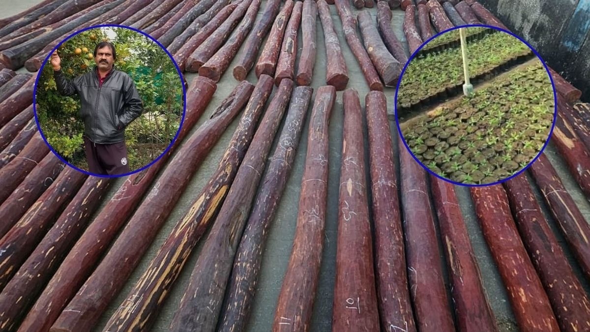 लाल चंदन की नर्सरी से लाखों की कमाई, विदेशों में होती है सप्लाई