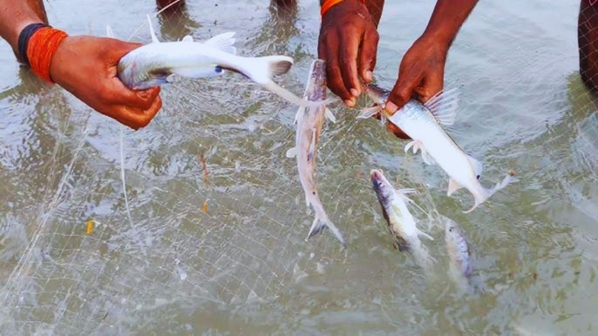 मछली का वजन