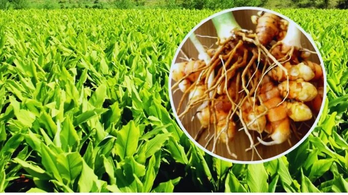 स्टडी में कहा गया है कि हल्दी की खेती से किसानों की रुचि घट रही है.