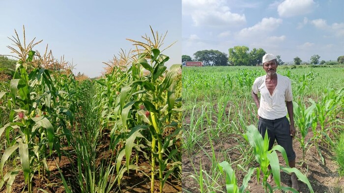 मक्के से बदल रहा खेती का पैटर्न