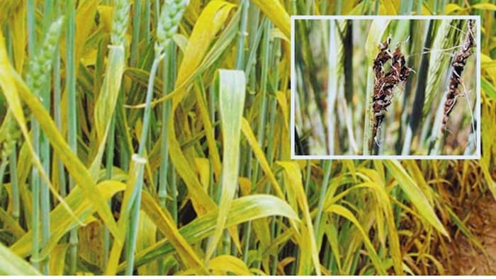 गेहूं की फसल में रोग