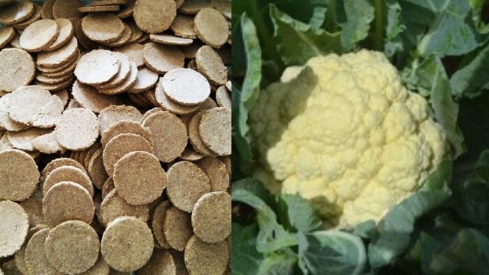 फूलगोभी की फसल को बचाएगी नीम की गोली.