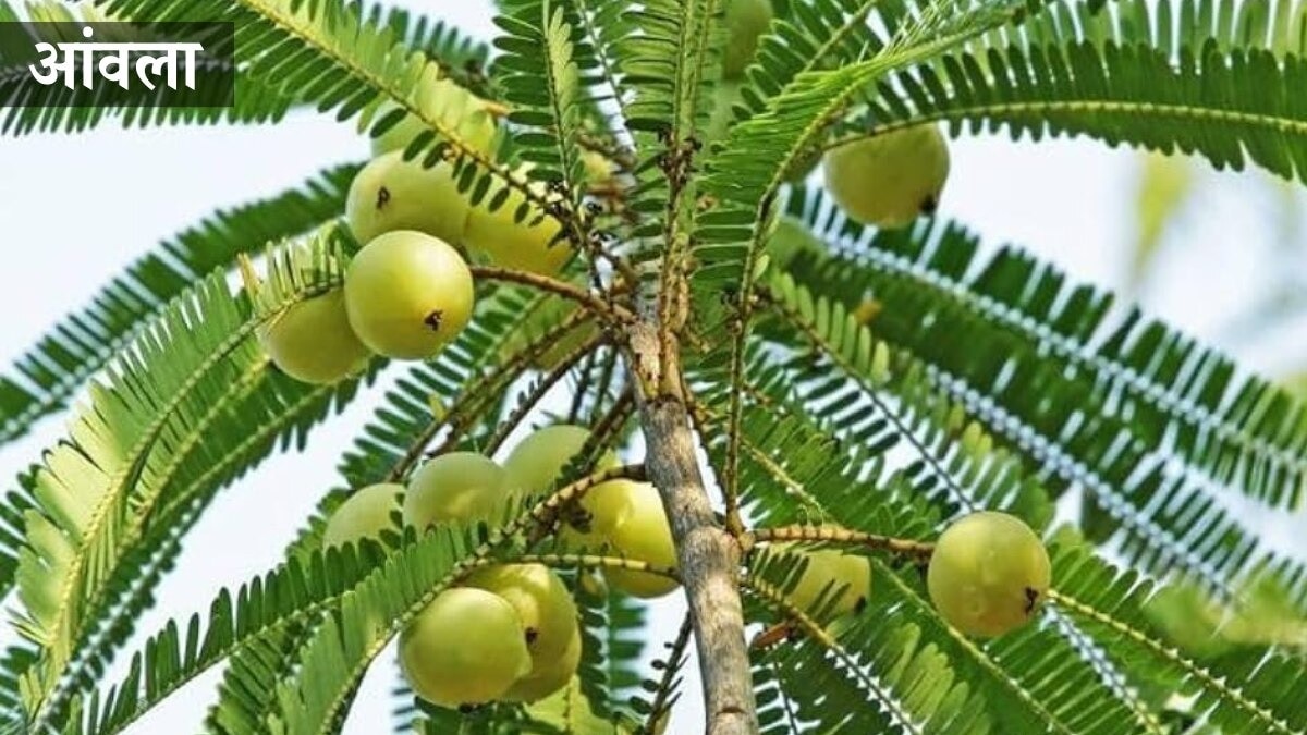 सर्दी में आंवला के बगीचों में करें ये काम. (फाइल फोटो)