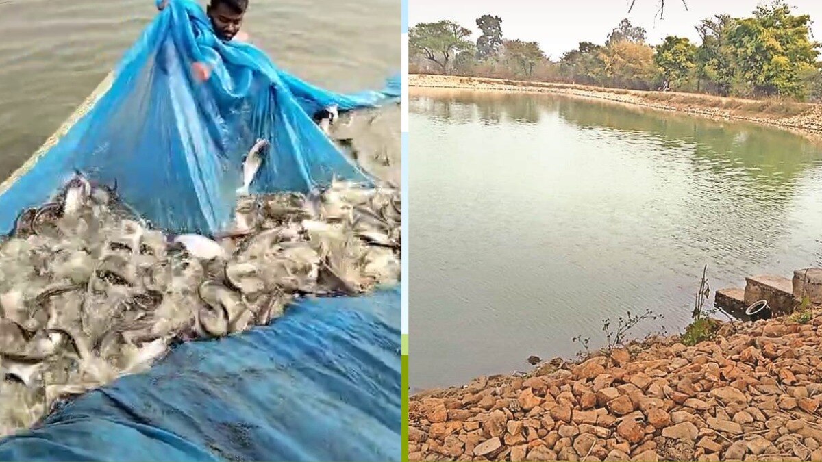 मछली पालन के लिए तालाब, नदी, झीलों का इस्तेमाल किया जाता है.