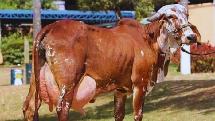 गर्भवती गाय