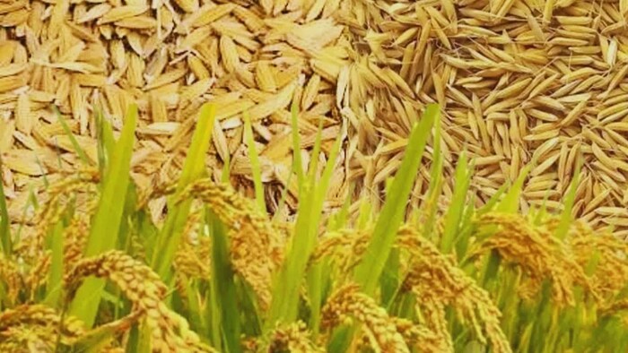 धान की कीमत में गिरावट