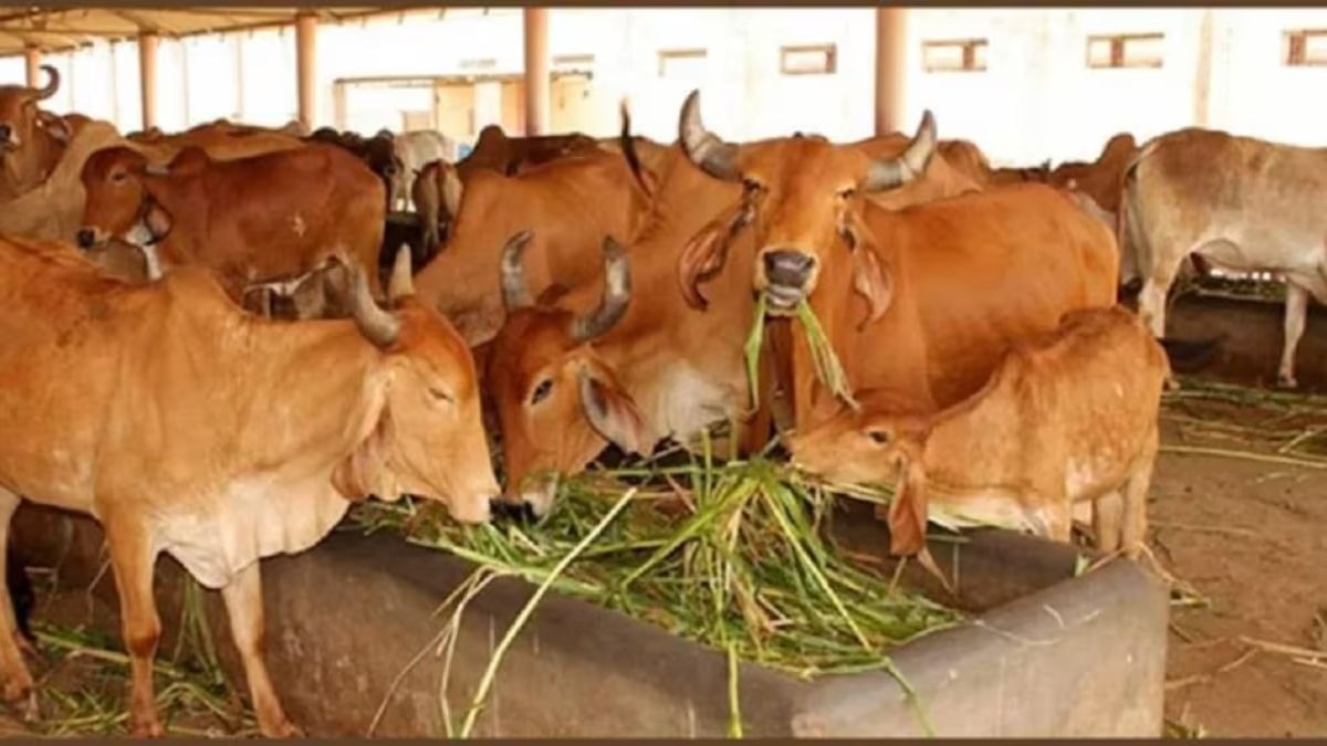 Green Fodder: सर्दियों में अफरा बीमारी से परेशान रहती हैं गाय-भैंस, क्या है इलाज, जानें यहां