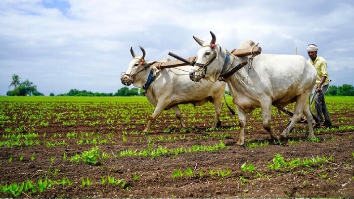 इथेनॉल में इस्तेमाल के चलते मक्के की अधिक मांग ने किसानों को इसकी बुवाई के लिए प्रेरित किया है.