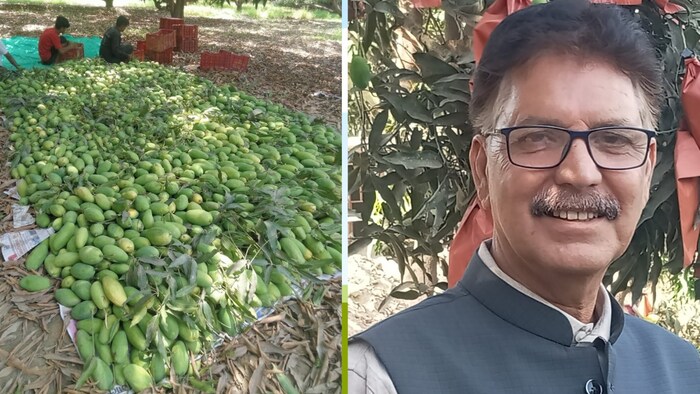 अवध आम उत्पादक बागवानी समिति मलिहाबाद के महासचिव संघ उपेंद्र सिंह