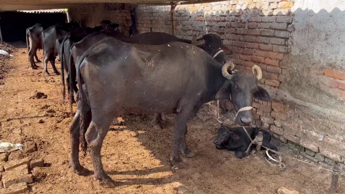 सर्दियों में दूध देने वाले पशुओं की ज्यादा देखरेख करनी चाहिए.