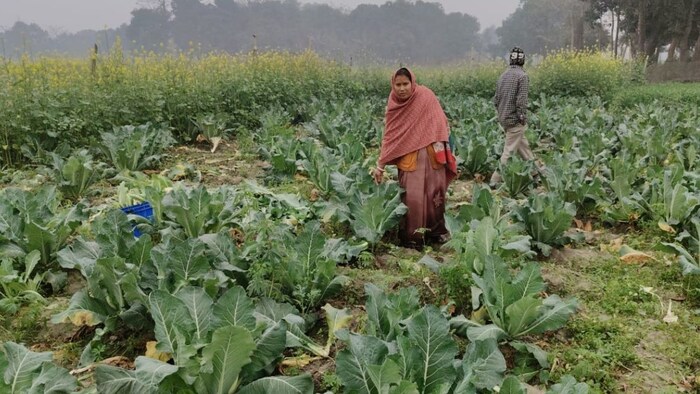 सब्जी फसल का नुकसान दिखाते हुए महिला किसान