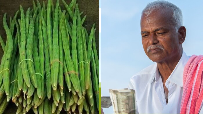 सहजन के पत्ते, फल और बीज सभी पोषक तत्वों से भरपूर होते हैं.
