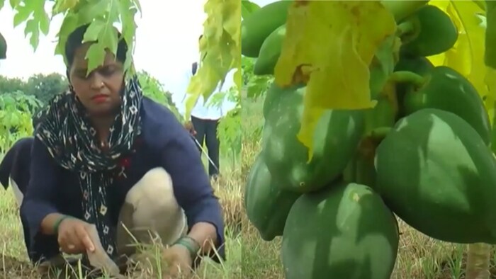 राधी रानी और शुगर फ्री पपीते की खेती