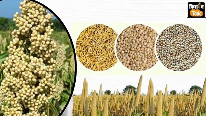 राजस्थान सरकार ने विधासनभा में एमएसपी पर खरीद नहीं करने की बात कही है.