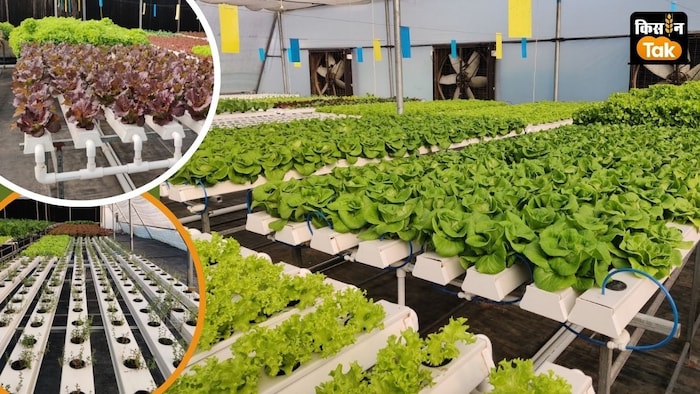 शहरों में 50 फीसदी से अधिक फसलों की आपूर्ति हाइड्रोपोनिक फार्म्स से होगी.