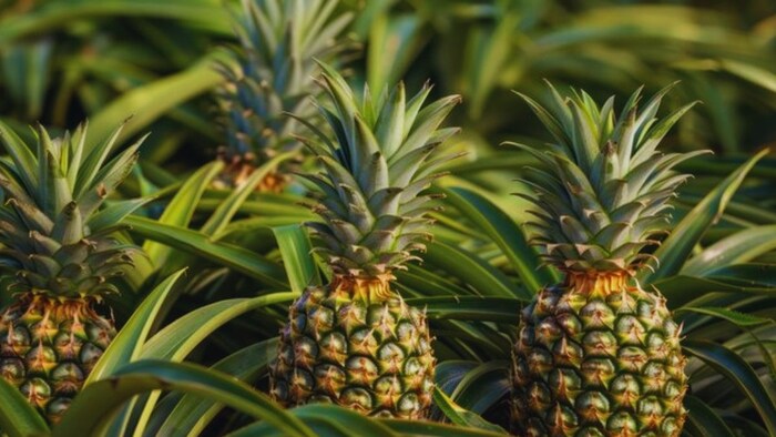 अनानास की खेती