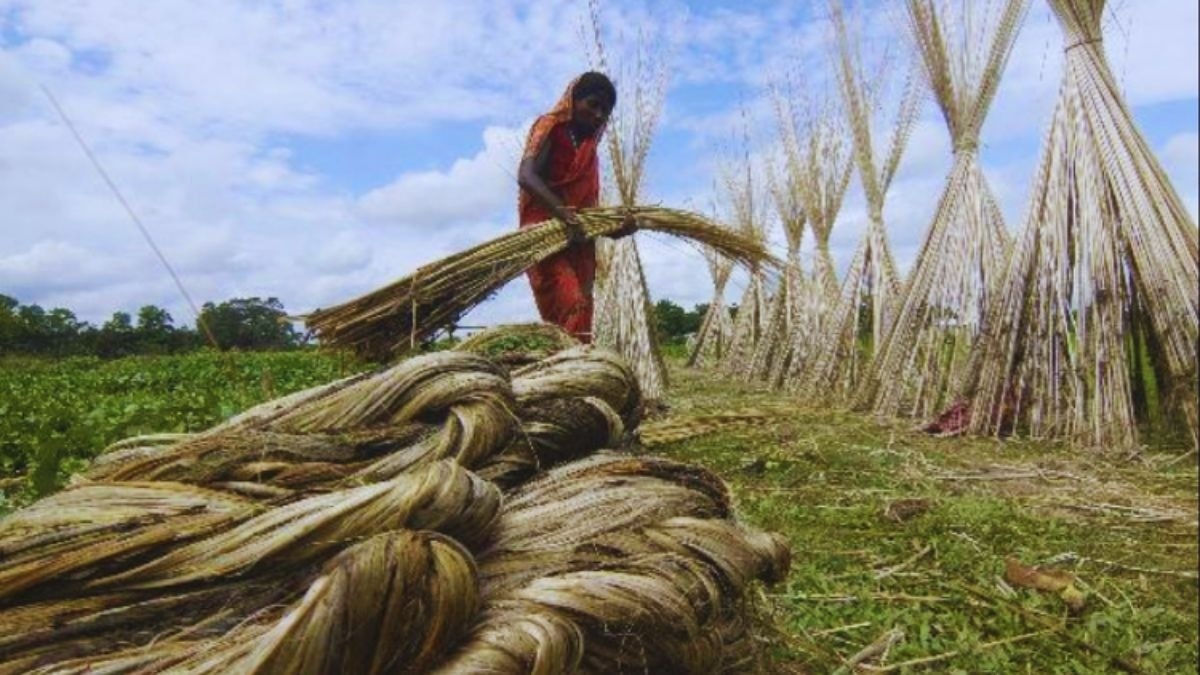 सरकार ने बढ़ाई जूट की MSP