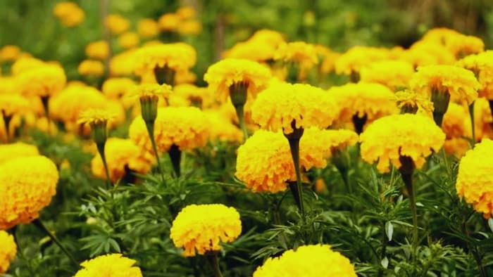 Marigold Farming