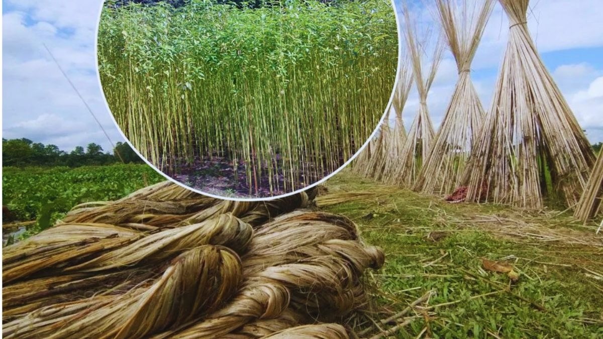 जूट उत्पादन