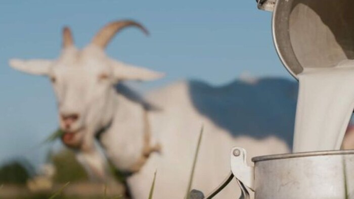 बकरी का दूध है पोषण का भंडार