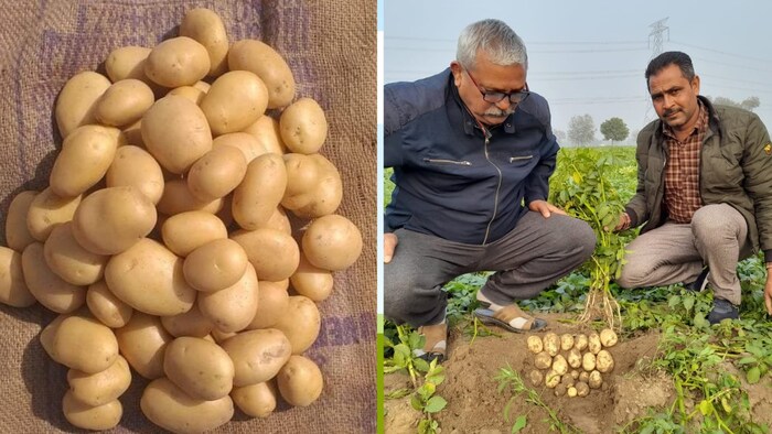 अलीगढ़ के गोंडा ब्लॉक के करीब 600 किसान आलू की बड़ी पैदावार कर रहे हैं.