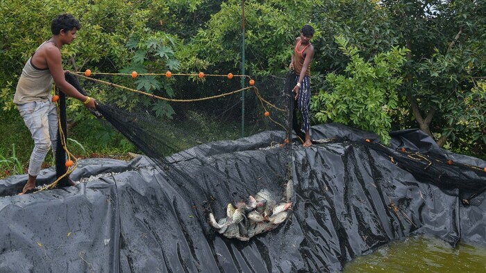भारत में मछली पालन (फोटो/AFP)
