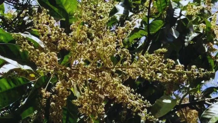 आम की खेती