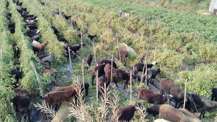 Farmer Left Sheeps In Tomato Field.