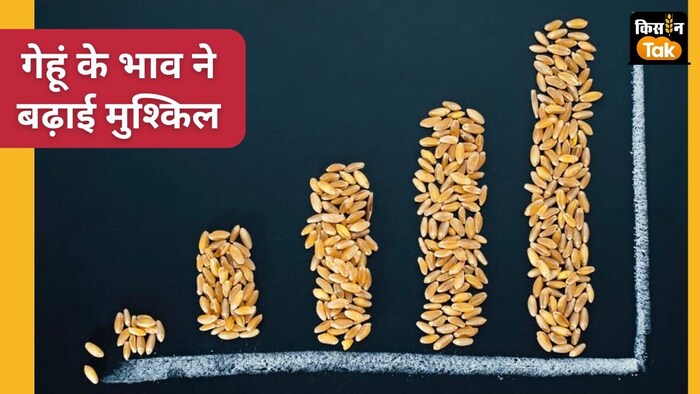 आगामी कुछ महीनों तक गेहूं के भाव पर दबाव बना रहेगा.