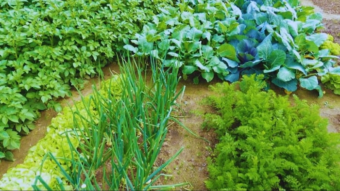 vegetable farming
