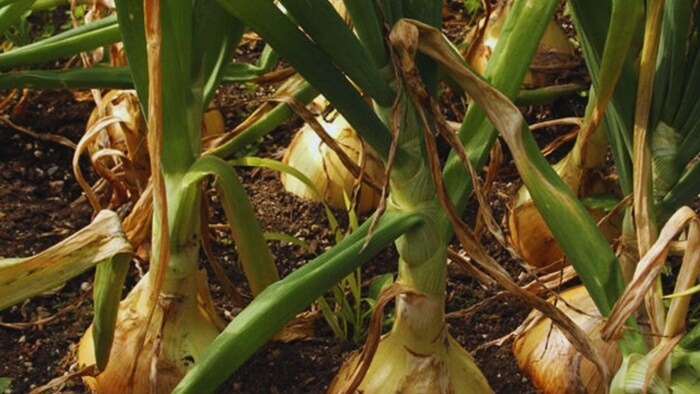 प्याज की खेती