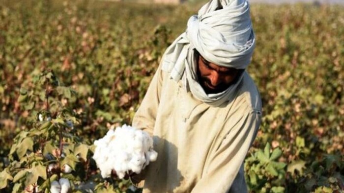 HDPS तकनीक से कपास पैदावार में बढ़त हुई है.