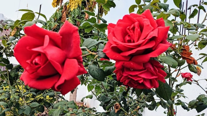 Rose Plants