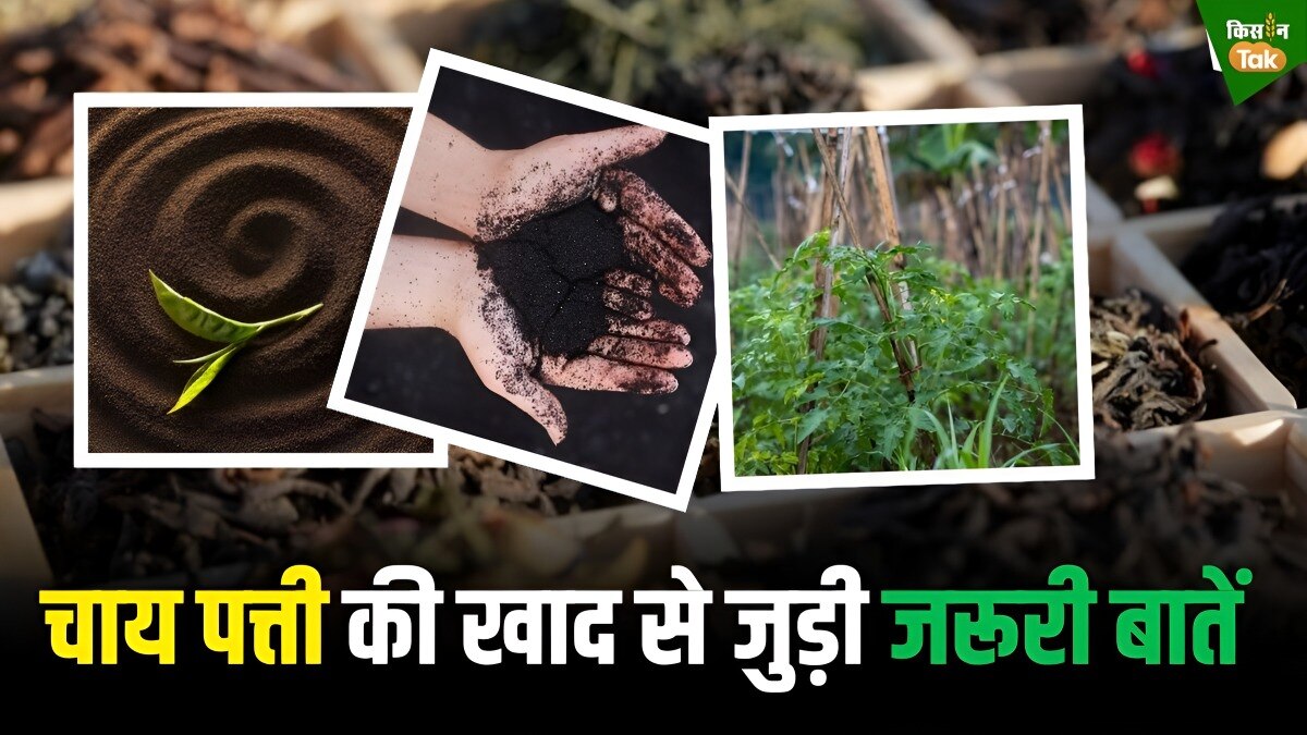 फायदे तो जानते ही होंगे अब चाय पत्ती की खाद के नुकसान भी जान लीजिए, कहीं सूख ना जाए बगीचा!